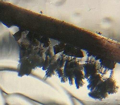 Silver from AgNP solution closeup